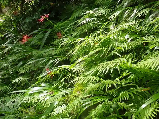 浄光明寺の自然