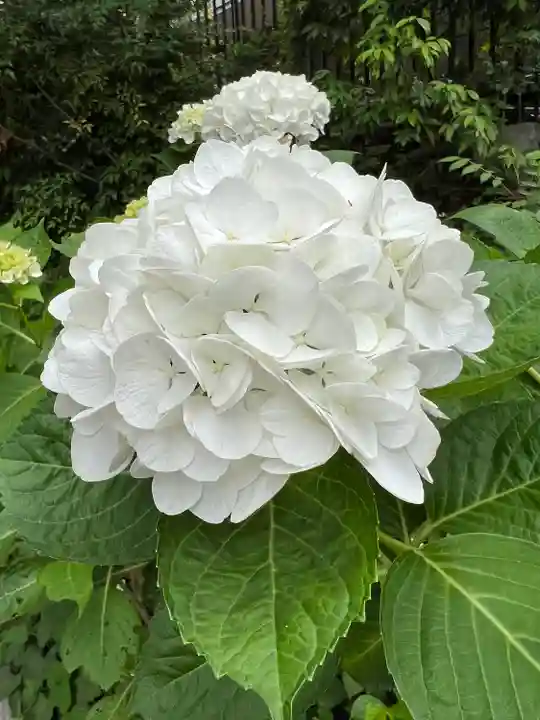 瀬田玉川神社の自然