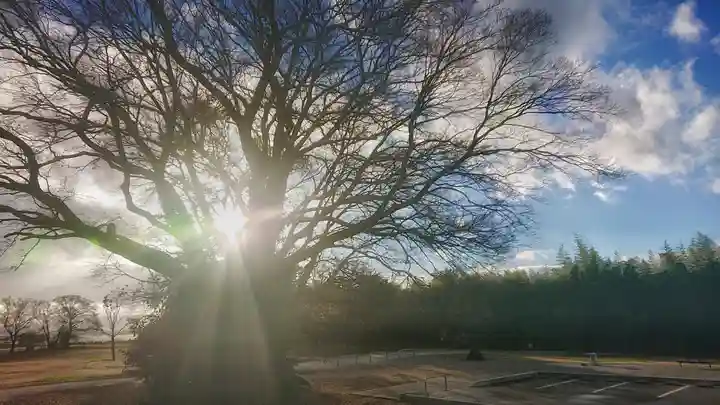 若宮神明社の自然