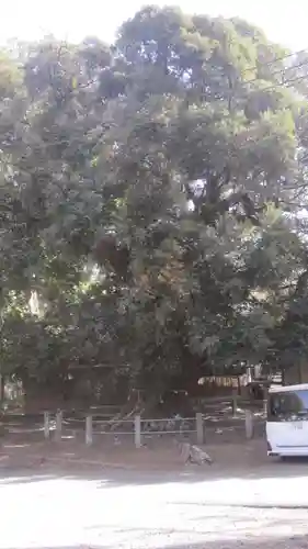 月讀神社(茨城県)