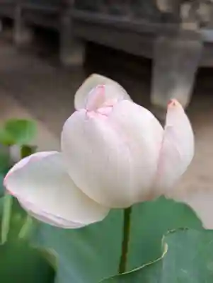題経寺(柴又帝釈天)(東京都)