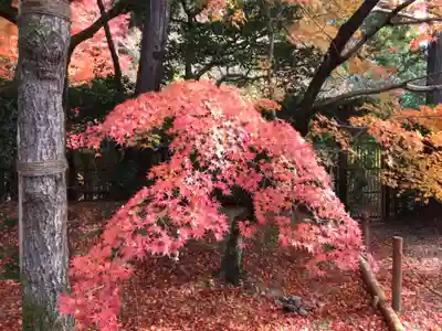 龍安寺(京都府)