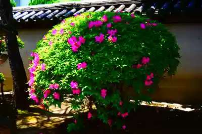 観智院（東寺子院）の自然