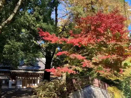 南沢氷川神社の自然