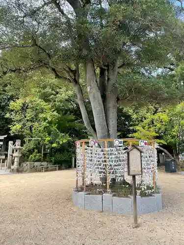 阿智神社のおみくじ