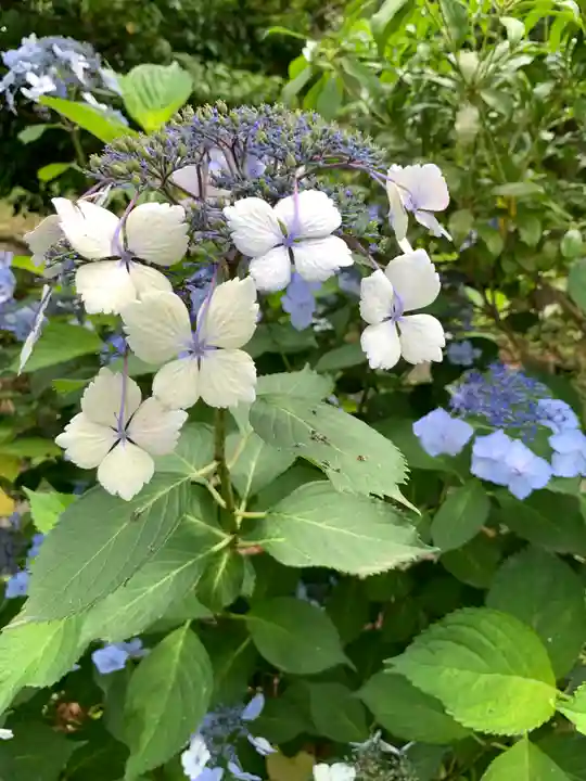 寒川神社の自然