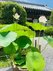 平等院の庭園