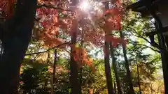 玉野御嶽神社の自然