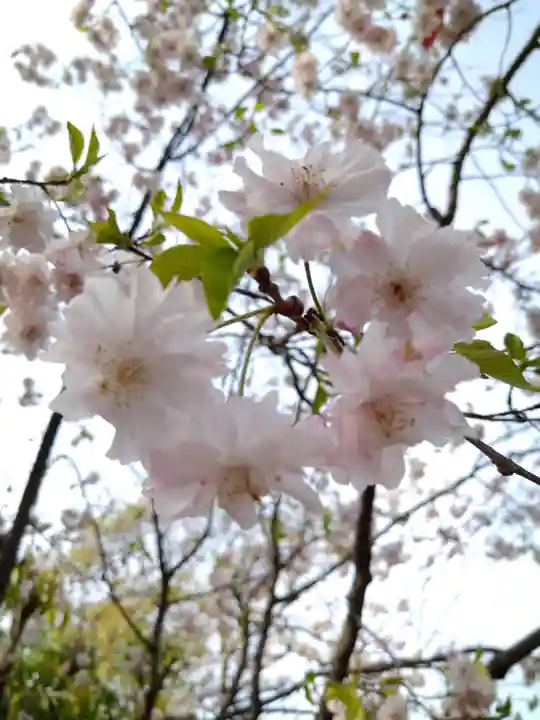 阿智神社の自然
