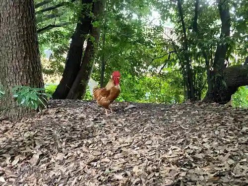 熱田神宮の動物