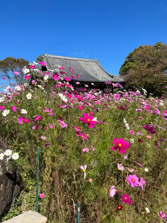般若寺 ❁コスモス寺❁の自然
