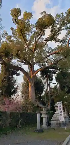 北野天満宮の自然