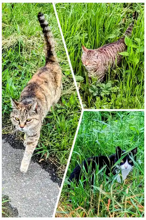 七百餘所神社 の動物