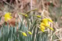 国宝 大法寺の自然