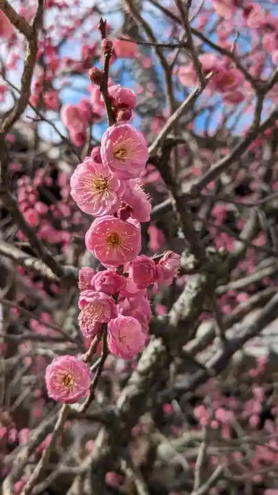清凉寺(京都府)