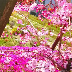 寿量山 速成寺の自然(2021年04月01日(木) 17時31分04秒投稿)