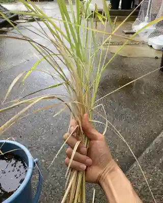 總社 和田八幡宮(福井県)