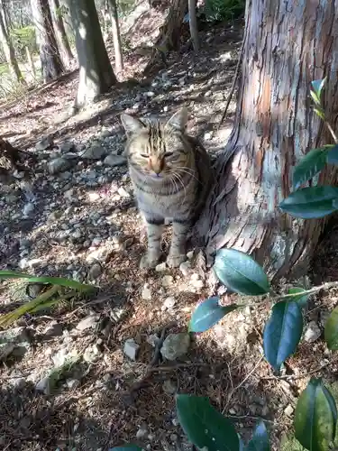 玉野御嶽神社の動物