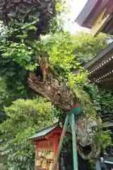 住吉神社の自然