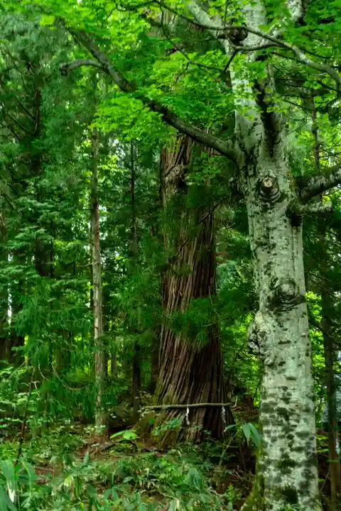 戸隠神社火之御子社(長野県)