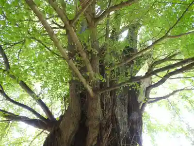 素盞雄神社(奈良県)