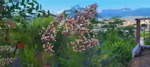 差出磯大嶽山神社 仕事と健康と厄よけの神さま(山梨県)(2022年06月07日(火) 16時19分40秒投稿)