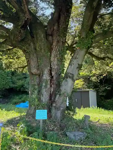 神明神社（大薮町）の自然