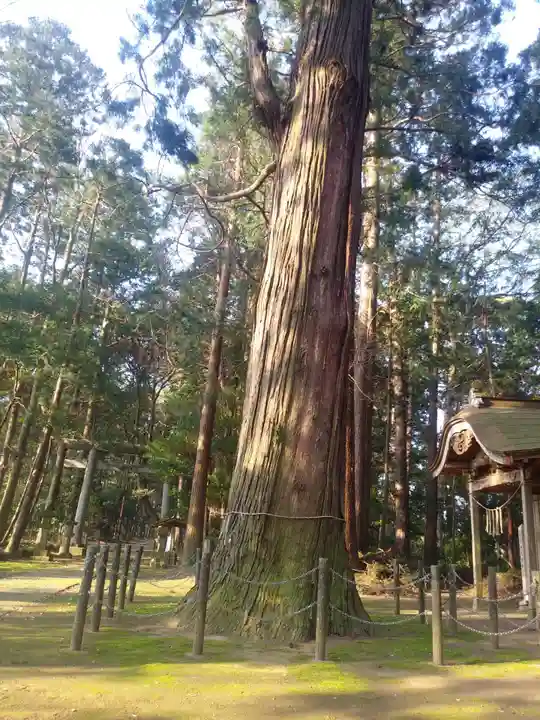 大生神社の自然
