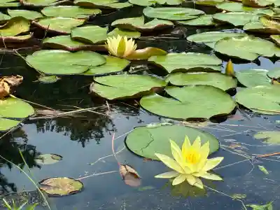 江田神社(宮崎県)