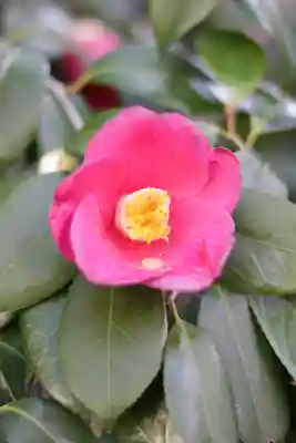 蔵前神社(東京都)
