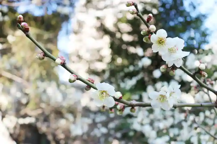 くまくま神社(導きの社 熊野町熊野神社)の自然