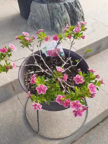 伏木香取神社の自然