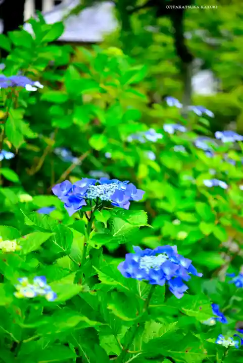 長壽寺(長寿寺)(神奈川県)