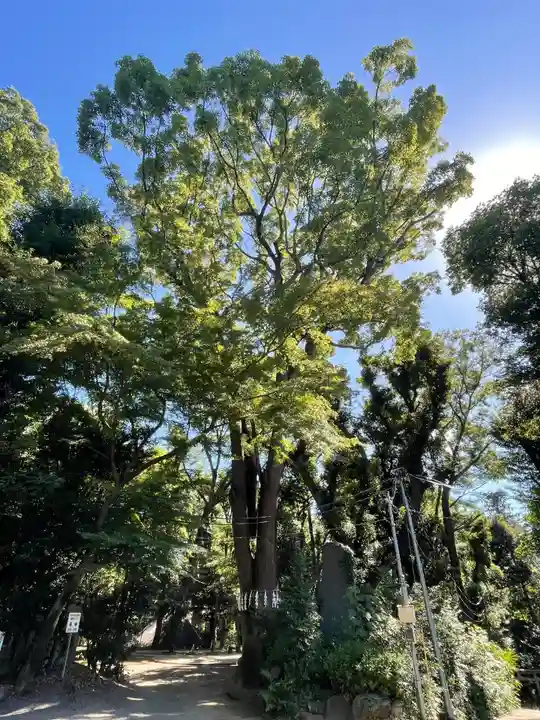 代々木八幡宮の自然
