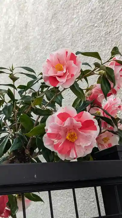 誓願寺(京都府)