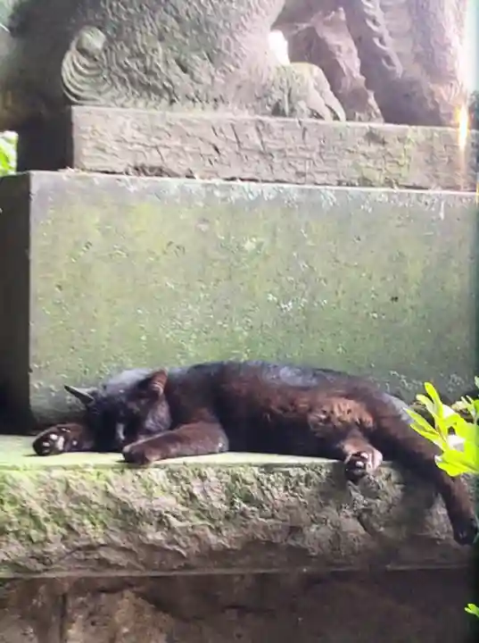 代々木八幡宮の動物
