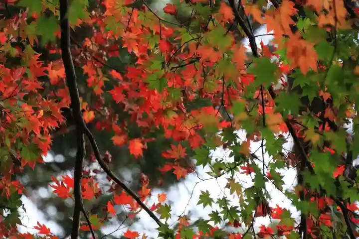 三春大神宮の自然