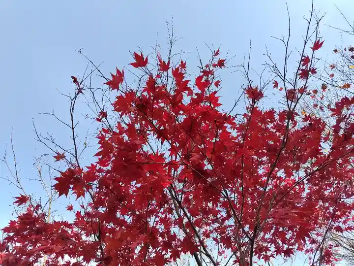 美瑛神社の自然