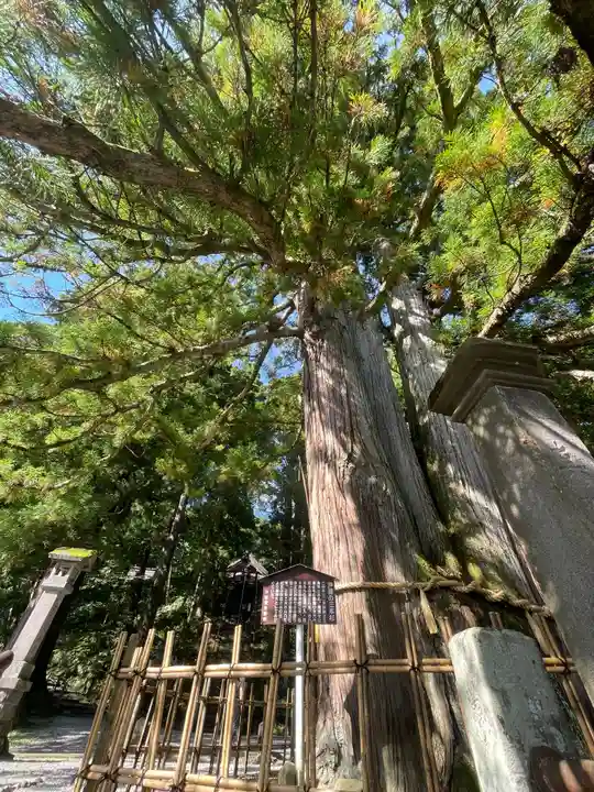 戸隠神社中社の自然