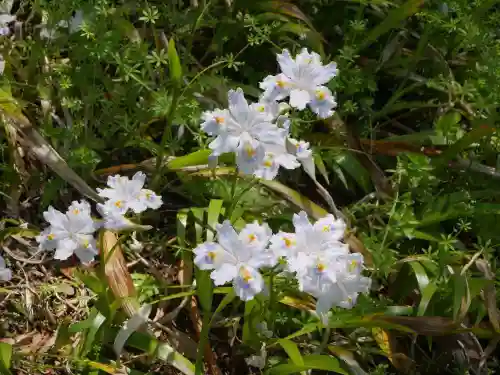 長壽寺（長寿寺）の自然