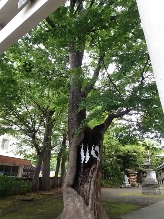 戸部杉山神社の自然