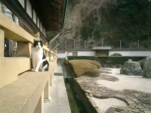 光明寺の動物