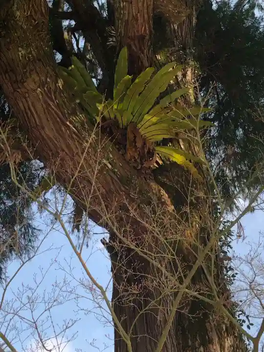 菅原神社(鹿児島県)