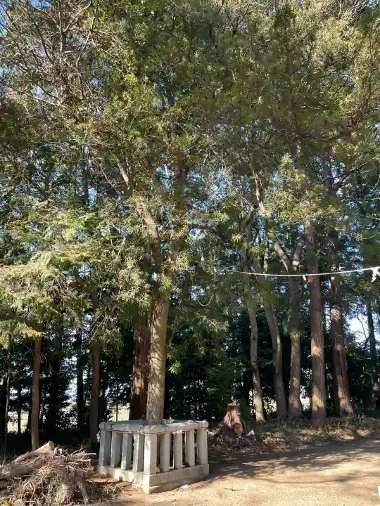 八幡神社(田中江)の{uncategorized: "未分類", other: "その他", undefined: "問題あり", building: "その他建物", grave: "お墓", sacred_gate: "鳥居", guardian: "狛犬", statue: "像", buddha: "仏像", history: "歴史", nature: "自然", garden: "庭園", animal: "動物", pagoda: "塔", temizu: "手水舎", mountain_gate: "山門・神門", sanctuary: "本殿・本堂", subordinate: "末社・摂社", art: "芸術", scenery: "景色", jizo: "地蔵", ema: "絵馬", goshuin: "御朱印", omikuji: "おみくじ", items: "授与品その他", amulet: "お守り", goshuincho: "御朱印帳", eats: "食事", festival: "お祭り", votive_dance: "神楽", shichigosan: "七五三参", wedding: "結婚式", experience: "体験その他", initially: "初詣", around: "周辺", anti_infection: "感染症対策"}