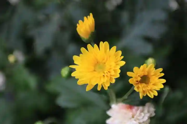 高司神社〜むすびの神の鎮まる社〜の庭園