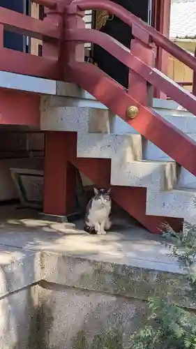柏諏訪神社の動物
