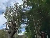 武内神社の自然