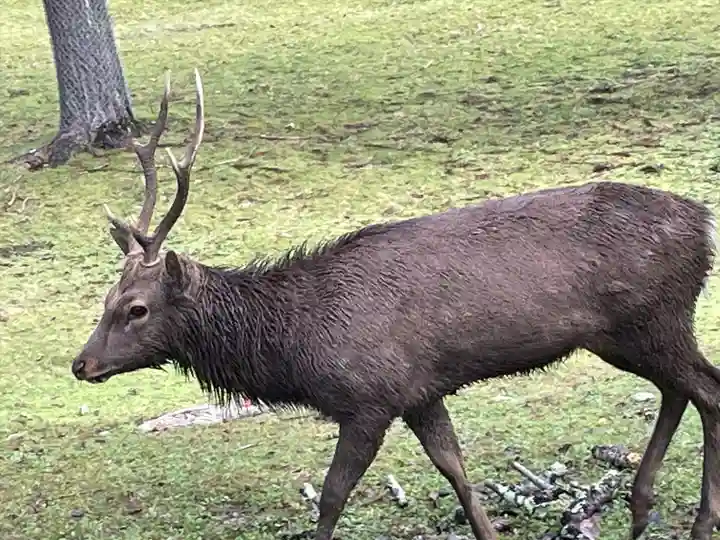 東大寺戒壇院千手堂の動物