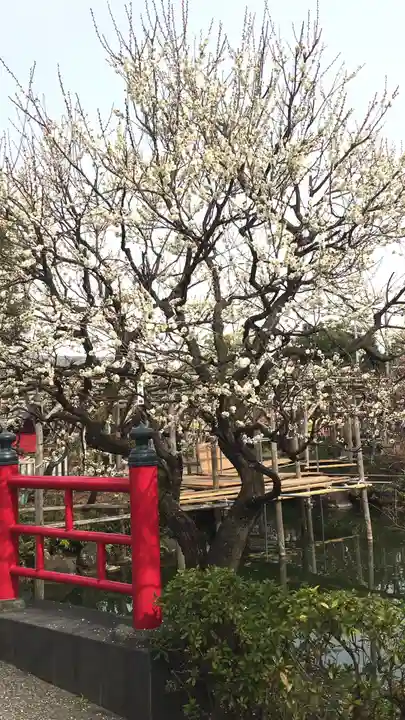 亀戸天神社の庭園
