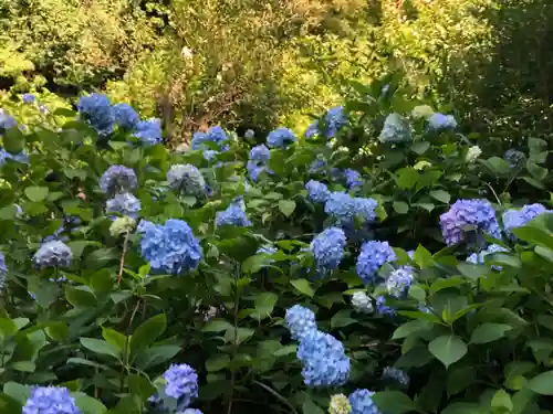 明月院(神奈川県)